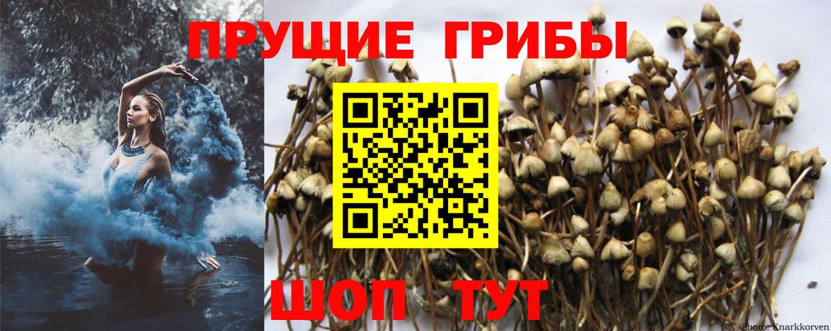 Псилоцибиновые грибы Psilocybine cubensis Краснодар